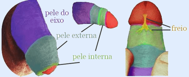 Anatomia do prepúcio