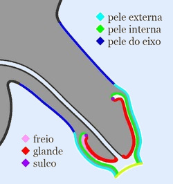 anatomia do penis